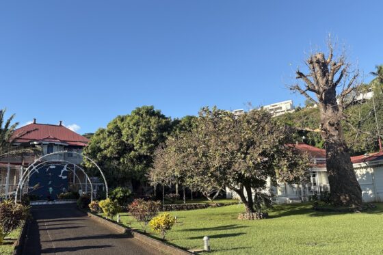 Communiqué : abattage du kaori centenaire ce dimanche 20 juillet 2025